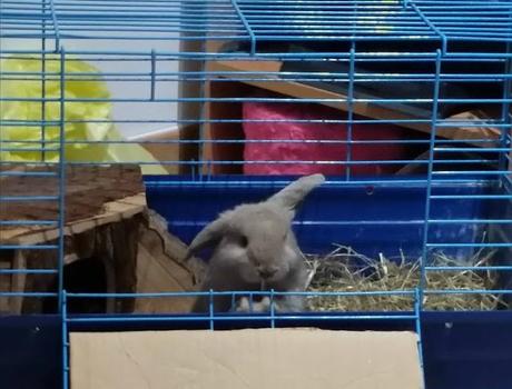 Querido Papa Noel... Mil Gracias.