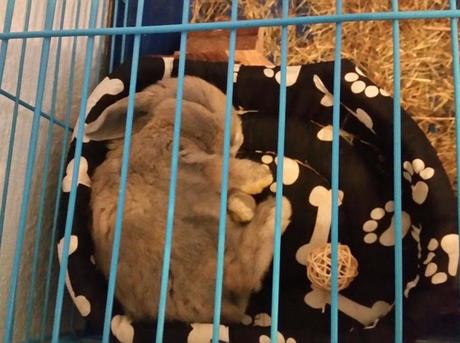 Querido Papa Noel... Mil Gracias.