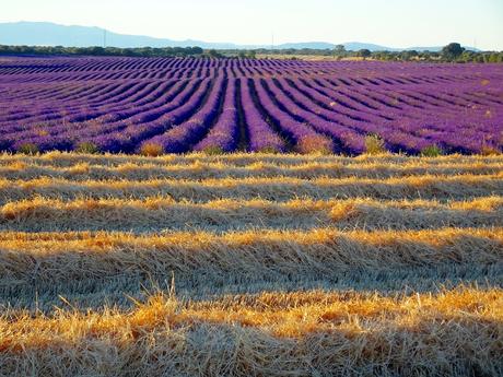 Campos de lavanda de Brihuega (La Alcarria, Guadalajara)