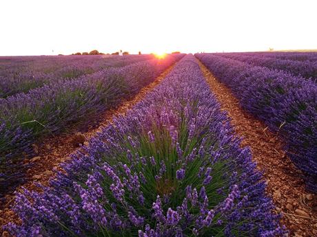 Campos de lavanda de Brihuega (La Alcarria, Guadalajara)