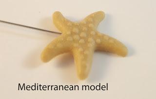 Estrella de mar