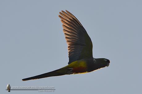 Loro barranquero (Burrowing Parakeet) Cyanoliseus patagonus