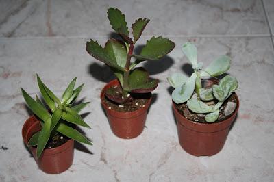 Diy: terrario de cactus