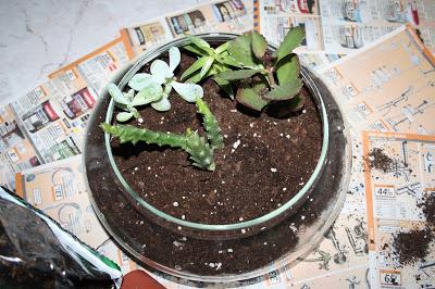 Diy: terrario de cactus