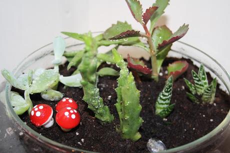 Diy: terrario de cactus