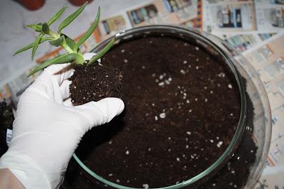 Diy: terrario de cactus