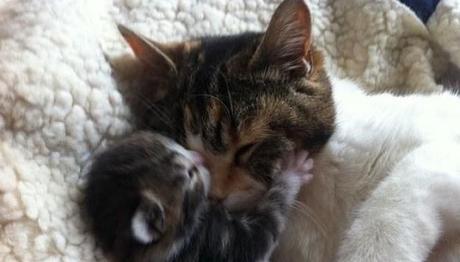 Que les gusta los gatos