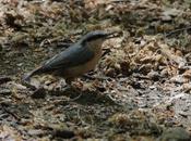Trepador azul bosque hayas Valle Ordesa