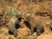 Cabárceno, Osos pardos