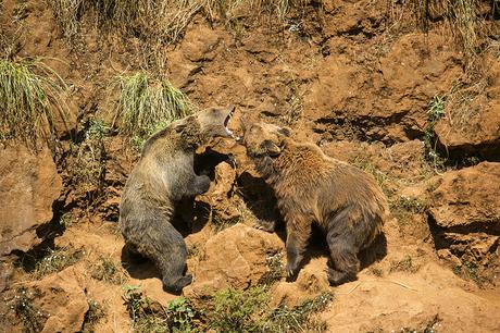 Cabárceno, Osos pardos