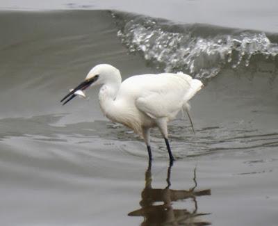 Acostumbrarse al hombre