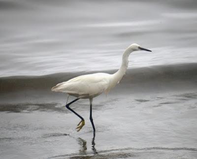 Acostumbrarse al hombre