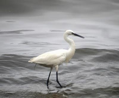 Acostumbrarse al hombre