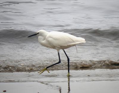 Acostumbrarse al hombre