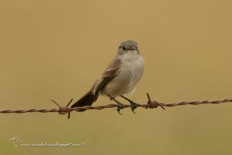 Piojito gris (Sooty tyrannulet) Serpophaga nigricans