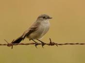 Piojito gris (Sooty tyrannulet) Serpophaga nigricans