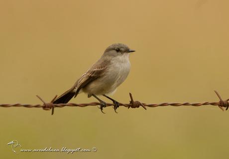 Piojito gris (Sooty tyrannulet) Serpophaga nigricans