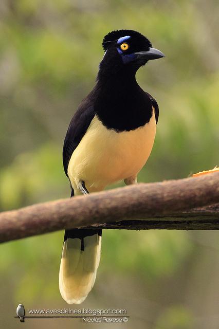 Urraca común (Plush-crested Jay) Cyanocorax chrysops