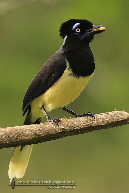 Urraca común (Plush-crested Jay) Cyanocorax chrysops