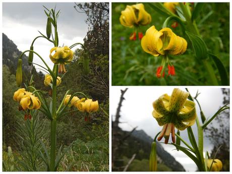 Lirio de los Pirineos en el Valle de Núria