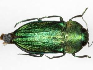 Curiosidades sobre los Escarabajos Peloteros Curiosidades sobre los Escarabajos Peloteros