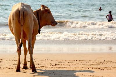 Conoce lo último en medicina alternativa hindú: la orina de vaca