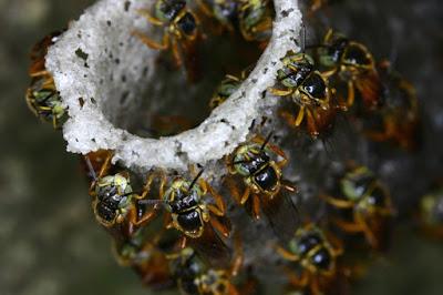 LAS MARAVILLOSAS ABEJAS SIN AGUIJÓN - THE WONDERFUL BEES WITHOUT STING.