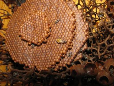 LAS MARAVILLOSAS ABEJAS SIN AGUIJÓN - THE WONDERFUL BEES WITHOUT STING.