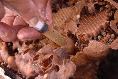 LAS MARAVILLOSAS ABEJAS SIN AGUIJÓN - THE WONDERFUL BEES WITHOUT STING.