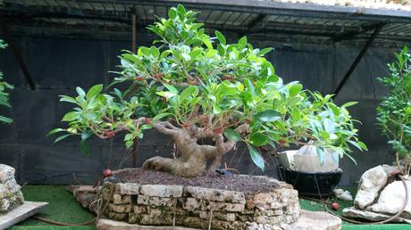 Ficus Retusa : 2016