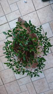 Ficus Retusa : 2016