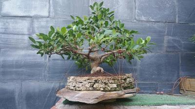 Ficus Retusa : 2016