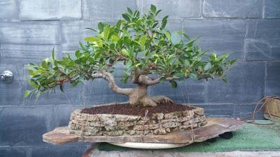 Ficus Retusa : 2016