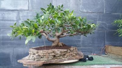 Ficus Retusa : 2016