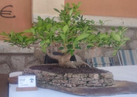 Ficus Retusa : 2016