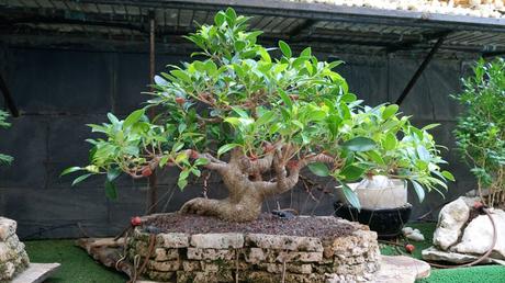 Ficus Retusa : 2016