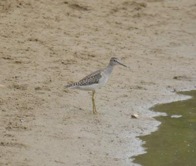 Andarríos bastardo en Xagó