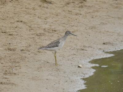 Andarríos bastardo en Xagó
