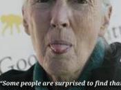 Vídeo liberación chimpancé inteligente. Jane Goodall