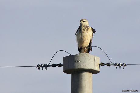 Águila coronada (Buteogallus coronatus)