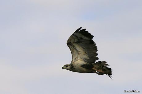 Águila coronada (Buteogallus coronatus)