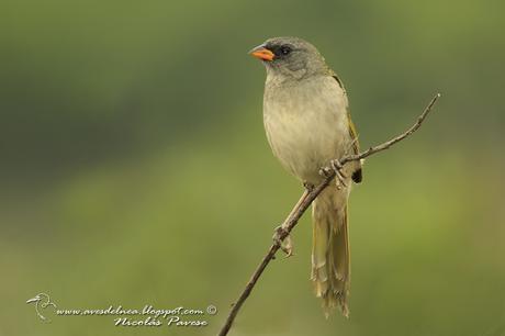 Verdón (Great pampa Finch) Embernagra platensis