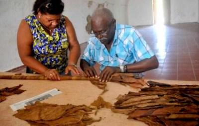 Lista tercera parte del nuevo Habano más grande del mundo