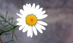 Remedios naturales para los orzuelos