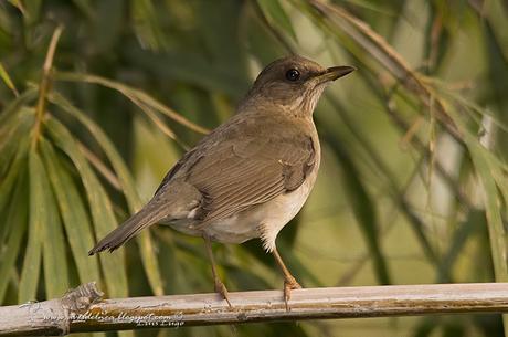 Zorzal chalchalero (Creamy-bellied Thrush) Turdus amaurochalinus