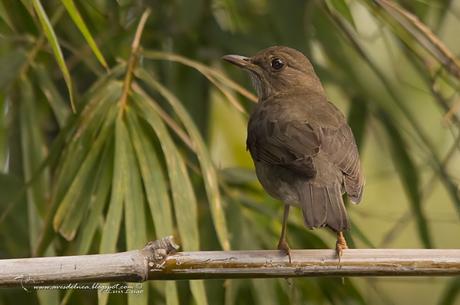Zorzal chalchalero (Creamy-bellied Thrush) Turdus amaurochalinus