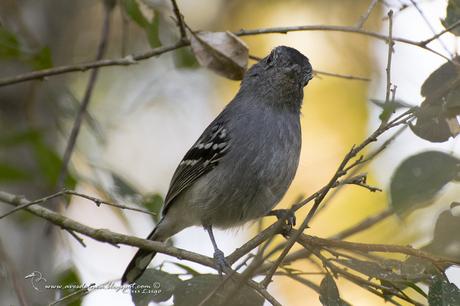 Choca Común (Variable Antshrike) Thamnophilus caerulescens