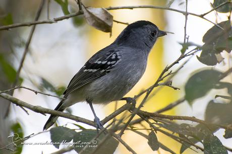 Choca Común (Variable Antshrike) Thamnophilus caerulescens