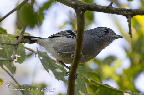 Choca Común (Variable Antshrike) Thamnophilus caerulescens