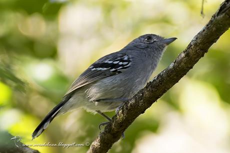 Choca Común (Variable Antshrike) Thamnophilus caerulescens